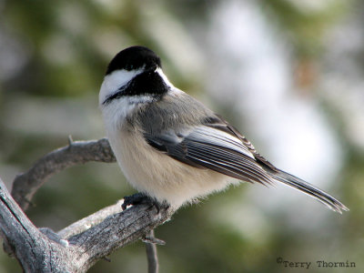 Black-capped Chickadee 4.jpg