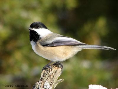 Black-capped Chickadee 1.jpg