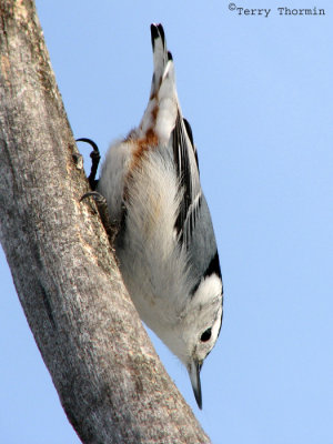 White-breasted Nuthatch 4a.jpg
