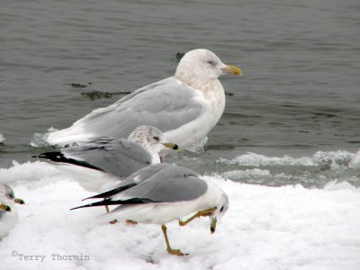 Glaucous Gull and Ring-billed Gulls 1.jpg