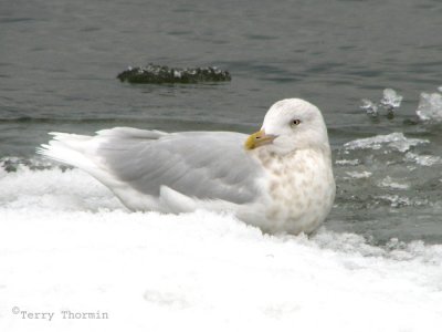 Glaucous Gull adult winter 2.jpg