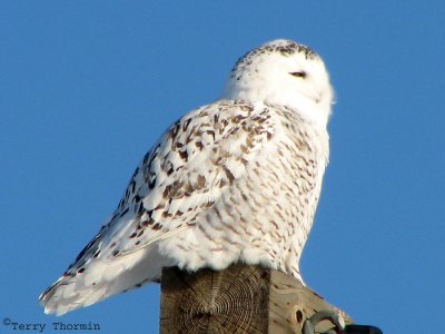 Snowy Owl immature male 1a.jpg