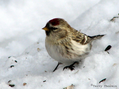 Hoary Redpoll female 4.jpg