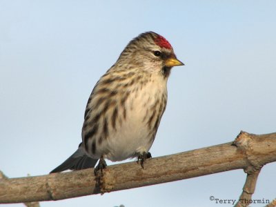 Common Redpoll female 10.jpg