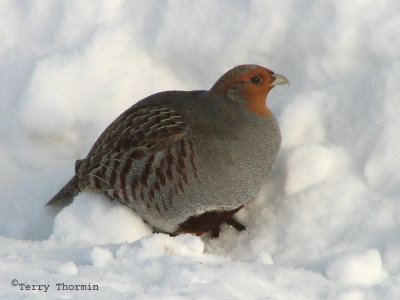 Gray Partridge 2a.jpg