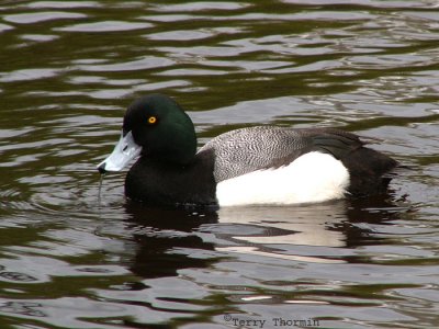 Greater Scaup Vancouver 2.JPG
