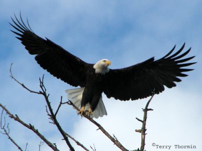 Bald Eagle taking off 1a.jpg