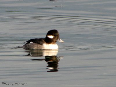 Bufflehead female 1a.jpg