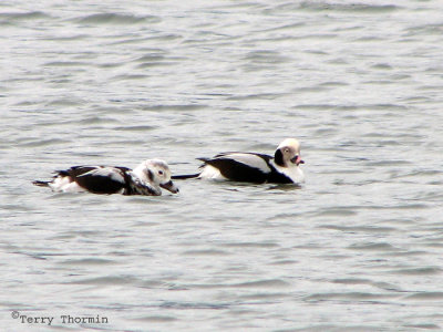 Long-tailed Ducks 1a.jpg