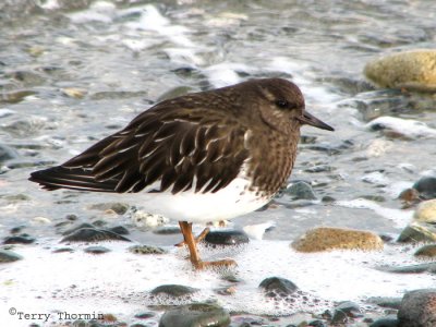 Black Turnstone 1a.jpg