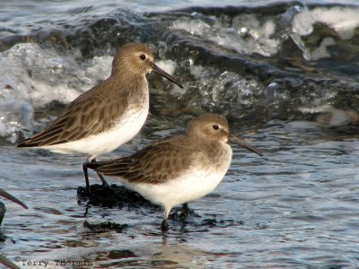 Dunlin 1a.jpg