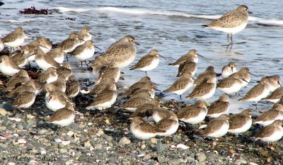 Dunlin and Black-bellied Plover 1a.jpg