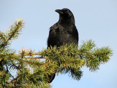 Northwestern Crow 1a.jpg