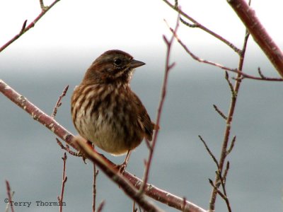 Song Sparrow - West Coast subspecies 1a.jpg