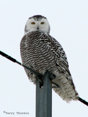 Snowy Owl female 8.jpg