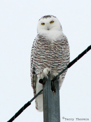 Snowy Owl female 11.jpg