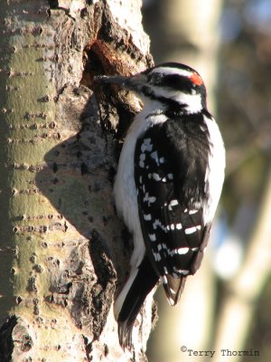 Hairy Woodpecker 12.jpg