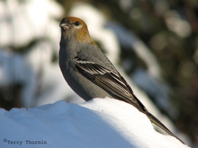 Pine Grosbeak female or immature male 16.jpg