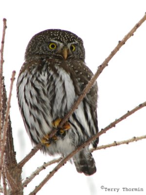 Northern Pygmy Owl 1a.jpg