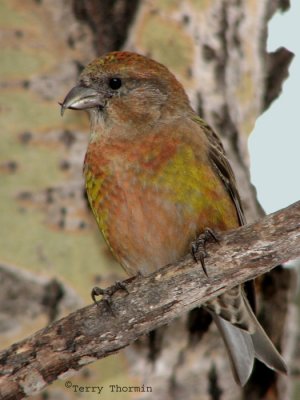 Red Crossbill 8a.jpg