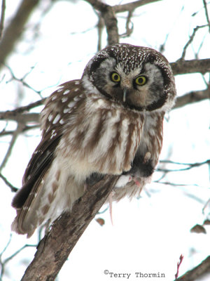 Boreal Owl 6a.jpg