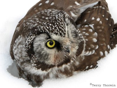 Boreal Owl 5b.jpg