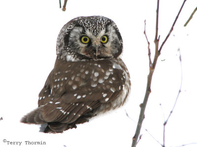 Boreal Owl 4a.jpg