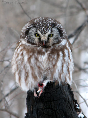 Boreal Owl 2a.jpg