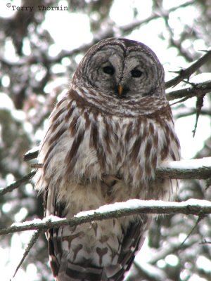 Barred Owl 2a.jpg