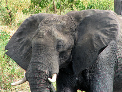 Elephant 14 - Chobe N.jpg