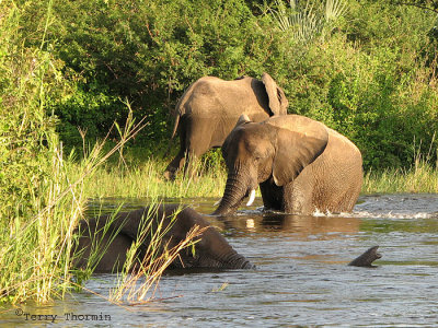 Elephants 4 - Zambezi River Livingstone.jpg