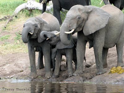 Elephants drinking 1 - Chobe N.P.jpg