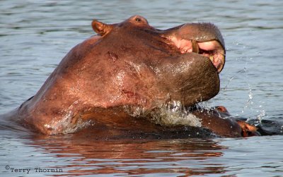 Hippopotamus 1 - Livingstone Zambezi River.jpg