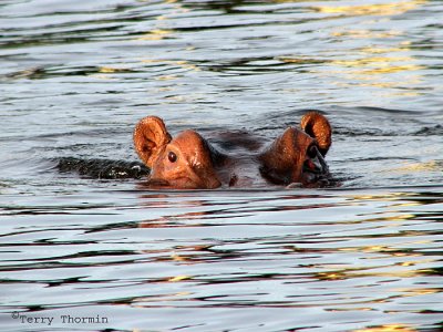 Hippopotamus 2 - Livingstone Zambezi River.jpg