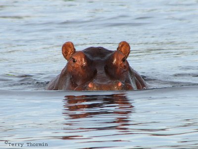 Hippopotamus 7 - Livingstone Zambezi River.jpg