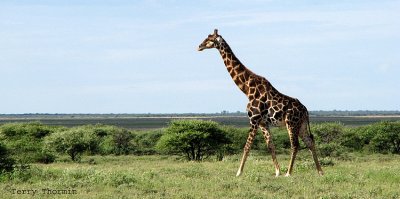 Giraffe 10 - Namutoni Etosha N.P.jpg