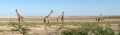 Giraffes 1 - Namutoni Etosha N.P.jpg