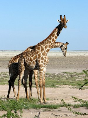 Giraffes 4 - Namutoni Etosha N.P.jpg