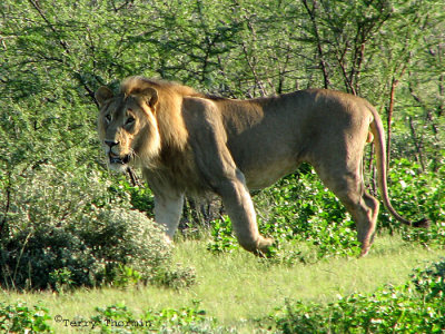 Lion 2 - Namutoni Etosha N.P.jpg