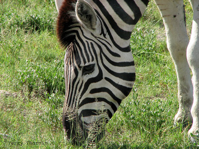 Zebra 1 - Namutoni Etosha N.P.jpg