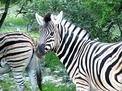 Zebra 10 - Namutoni Etosha N.P.jpg