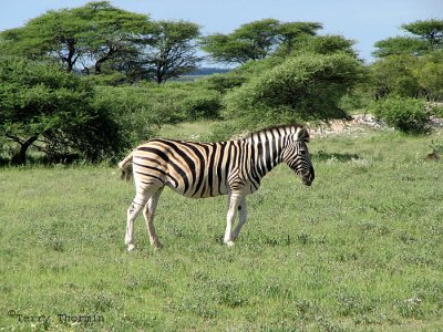 Zebra 14 - Namutoni Etosha N.P.jpg