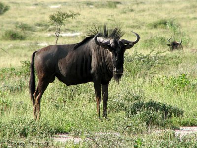 Wildebeast 2 - Namutoni Etosha N.P.jpg