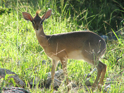 Kirks Dikdik 1 - Namutoni Etosha N.P.jpg