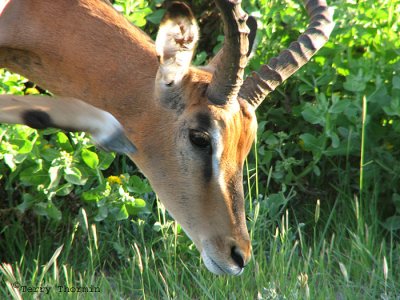 Impala 4 - Namutoni Etosha N.P.jpg