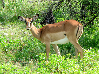 Impala doe 1 - Namutoni Etosha N.P.jpg