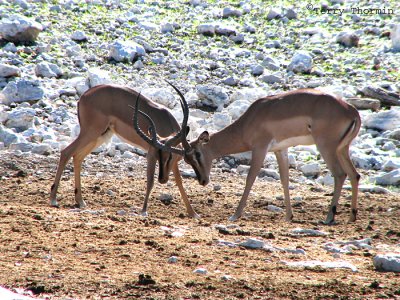 Impalas sparring 1 - Okaukuejo Etosha N.P.jpg