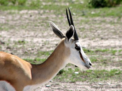 Springbuck 12 - Okaukuejo Etosha N.P.jpg