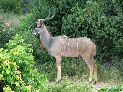Greater Kudu 1 - Chobe N.P.jpg