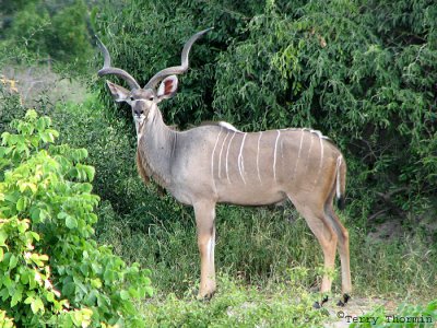 Greater Kudu 2 - Chobe N.P.jpg